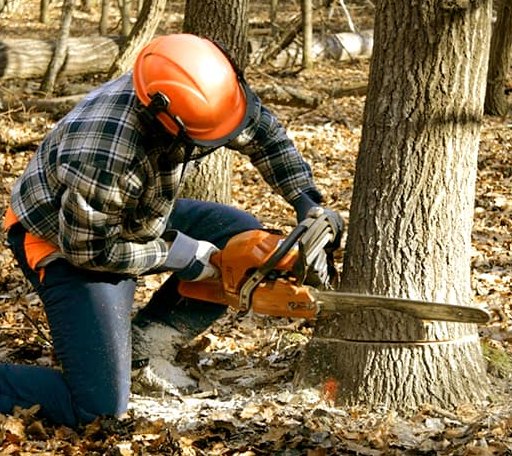 Tree Removal in Barnes, KS